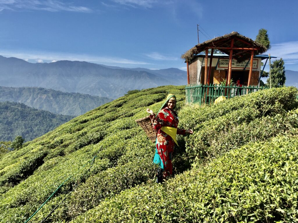 Orange Valley Tea Garden (10 Things to do in Darjeeling)