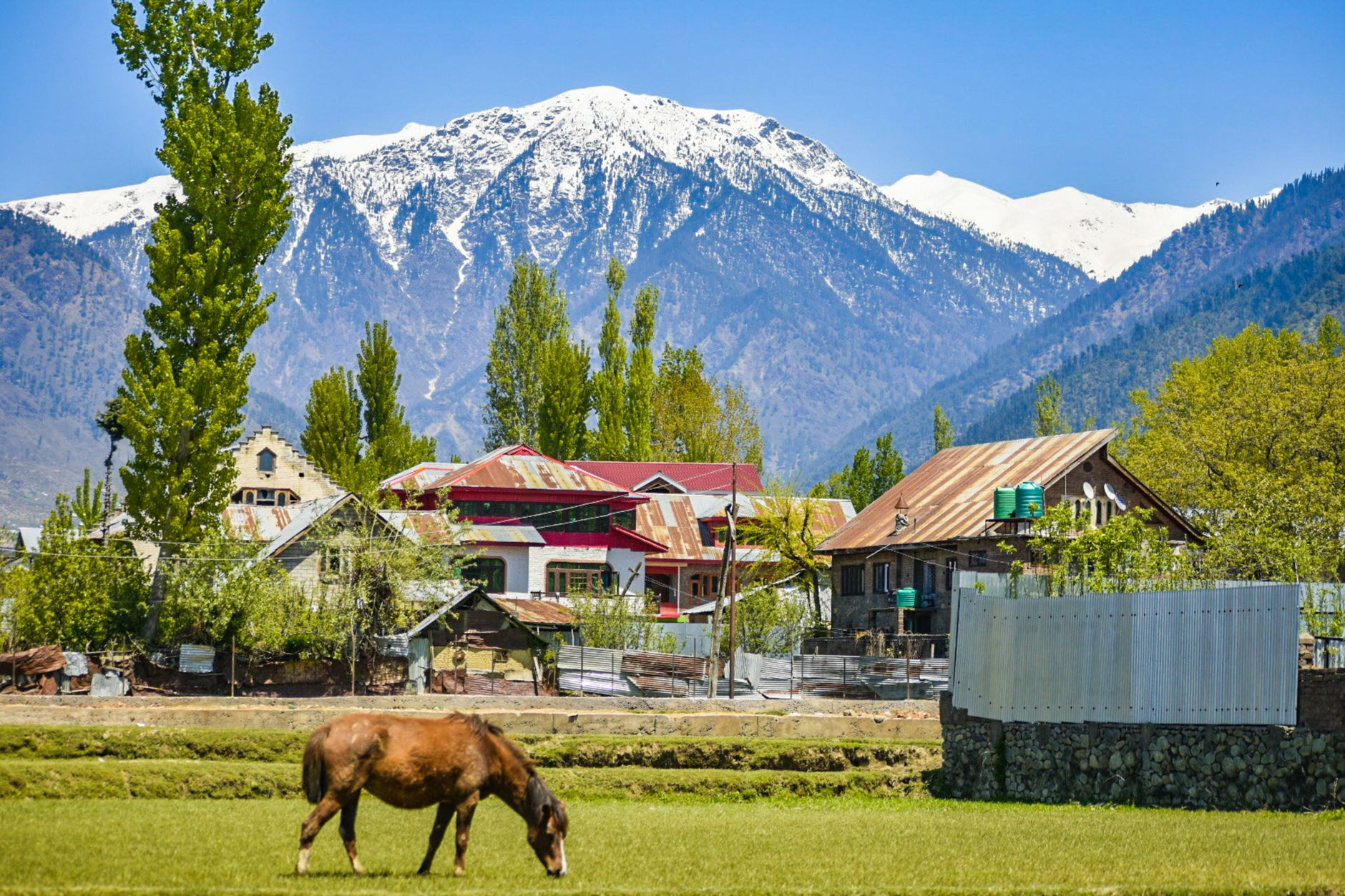 a horse grazing in a field with mountains in the background