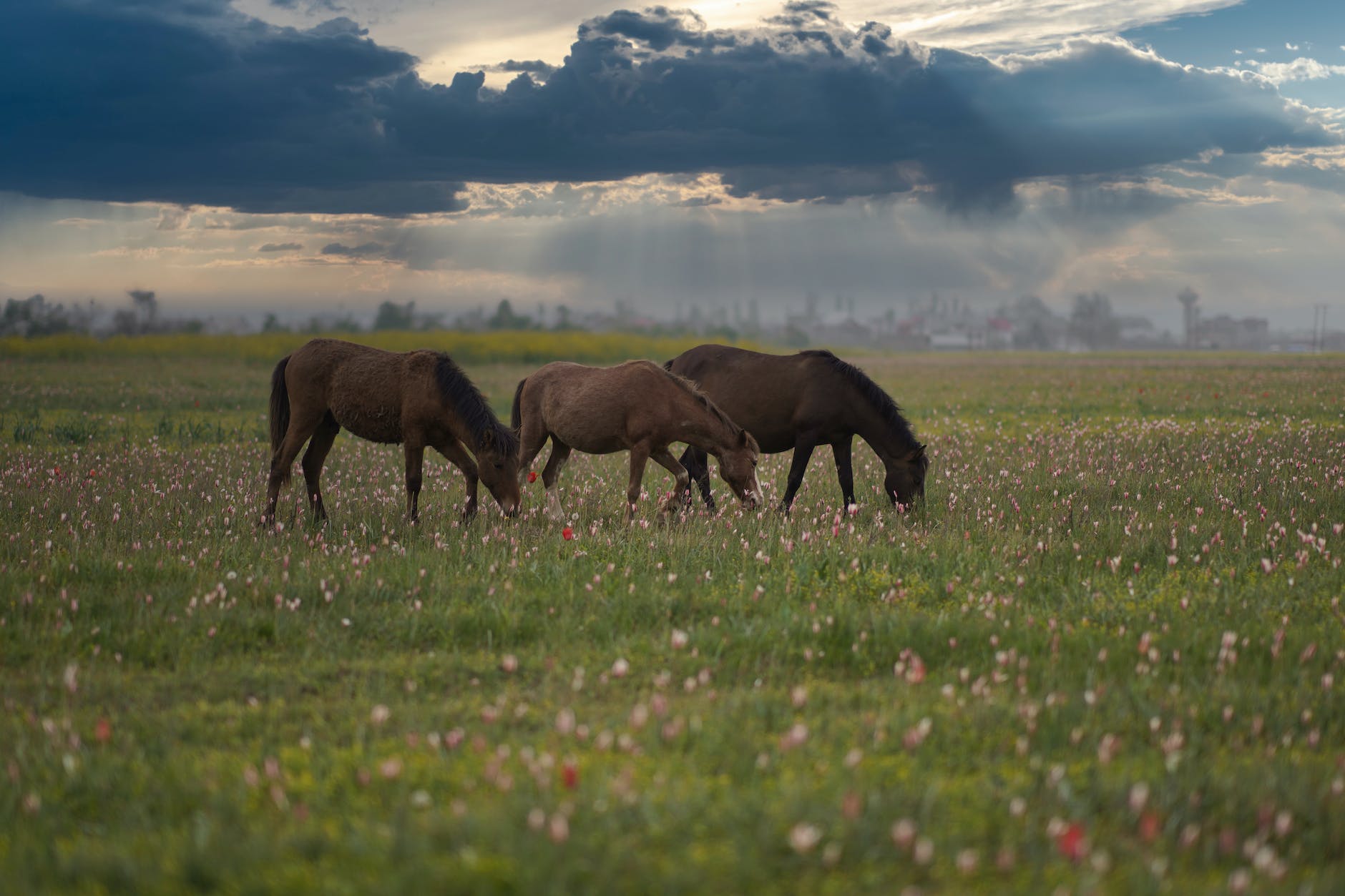 brown horses on green grass field