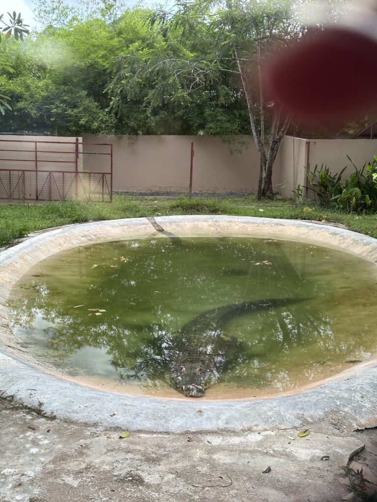 giant crocodile in a water pool 