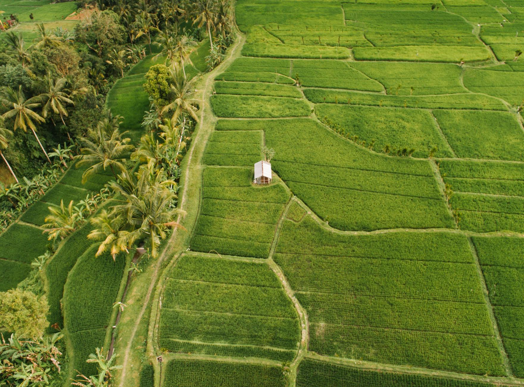 drone shot of a house on a rice field