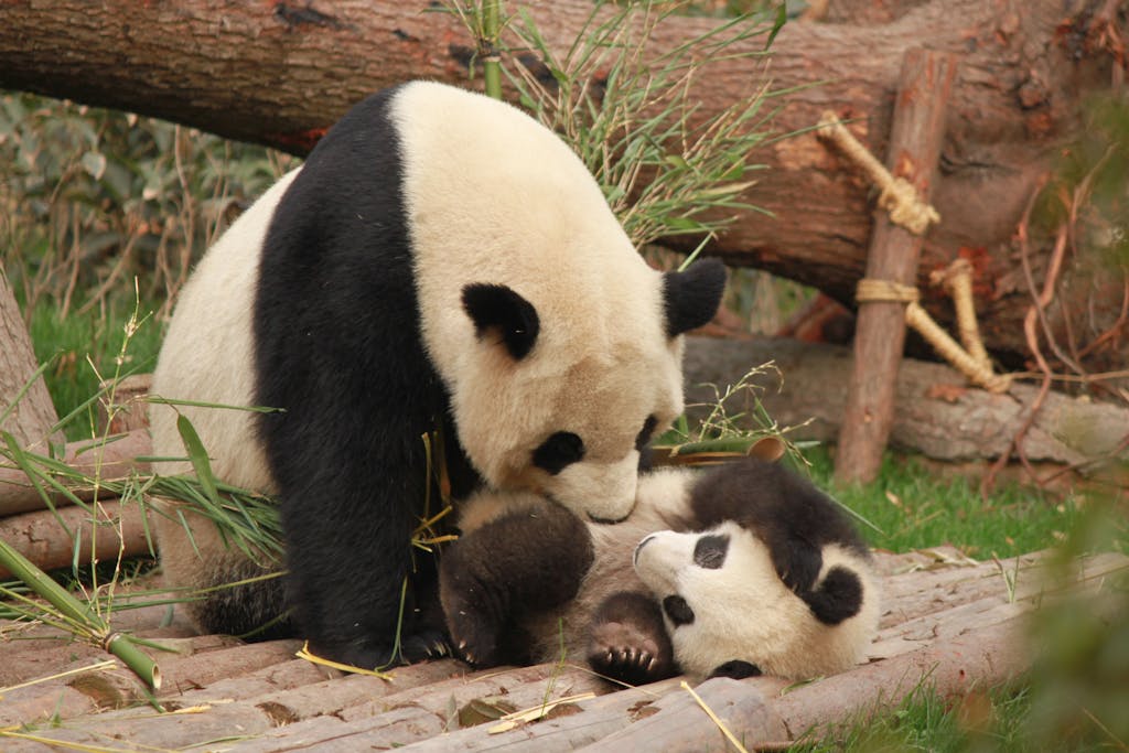 Adorable pandas playing outdoors, showcasing wildlife charm.