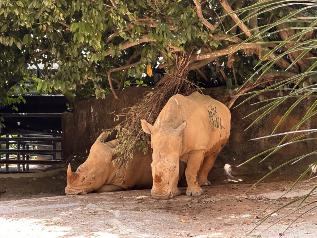 Rhinos in the Singapore Zoo