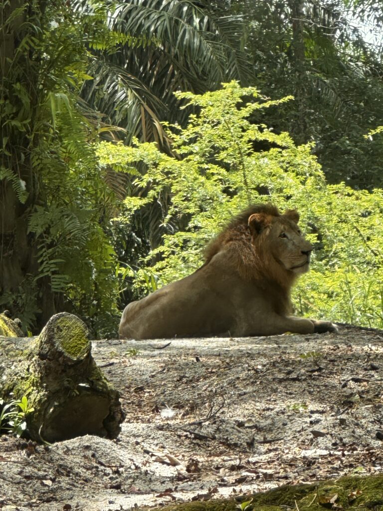 A lion sitting in the Singapore Zoo 