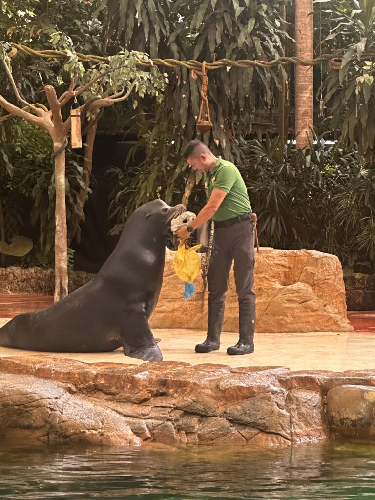 Sea Lion Show at Singapore Zoo