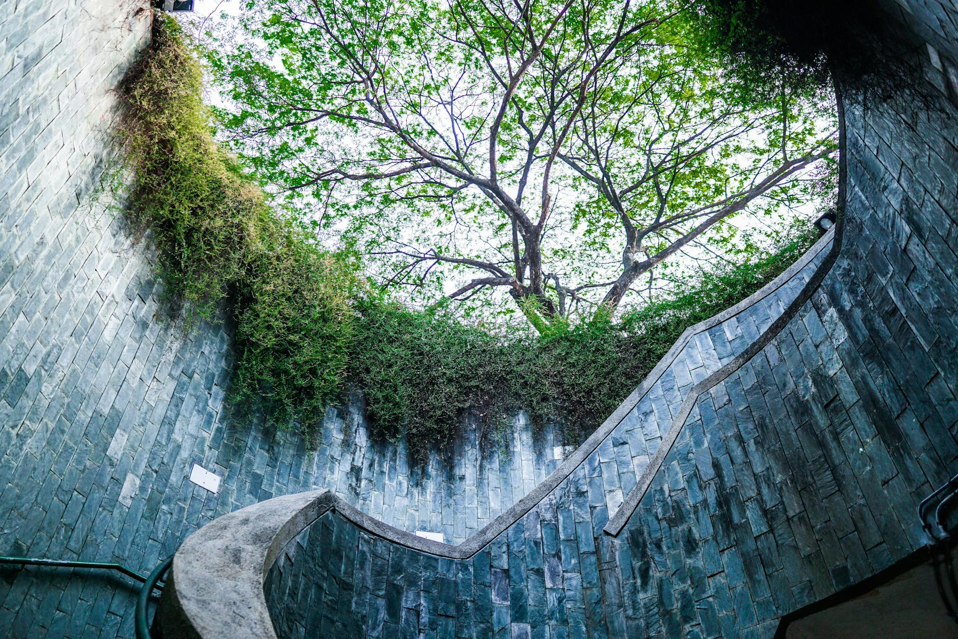 glass tunnel in a forest
