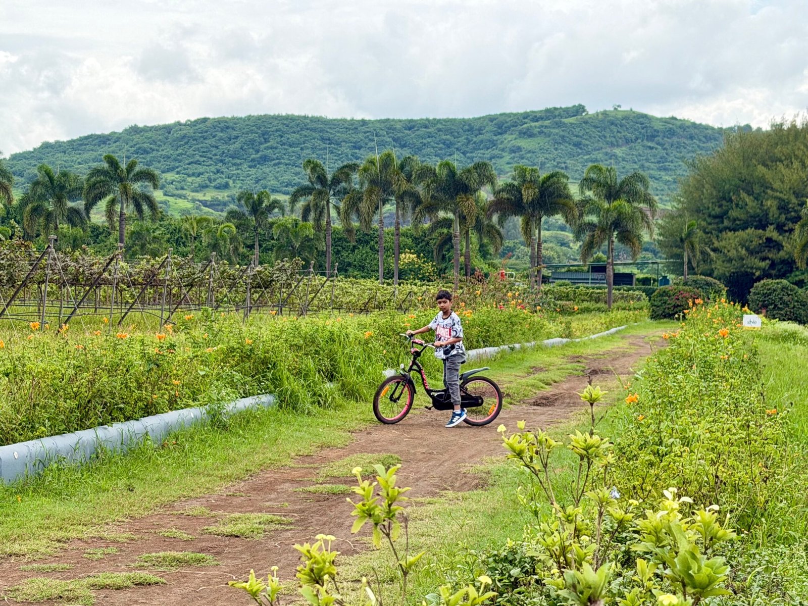 Kids cycling between vineyards at Sula.